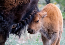 The American bison reappears in Sonora with a new calf after two centuries of absence
