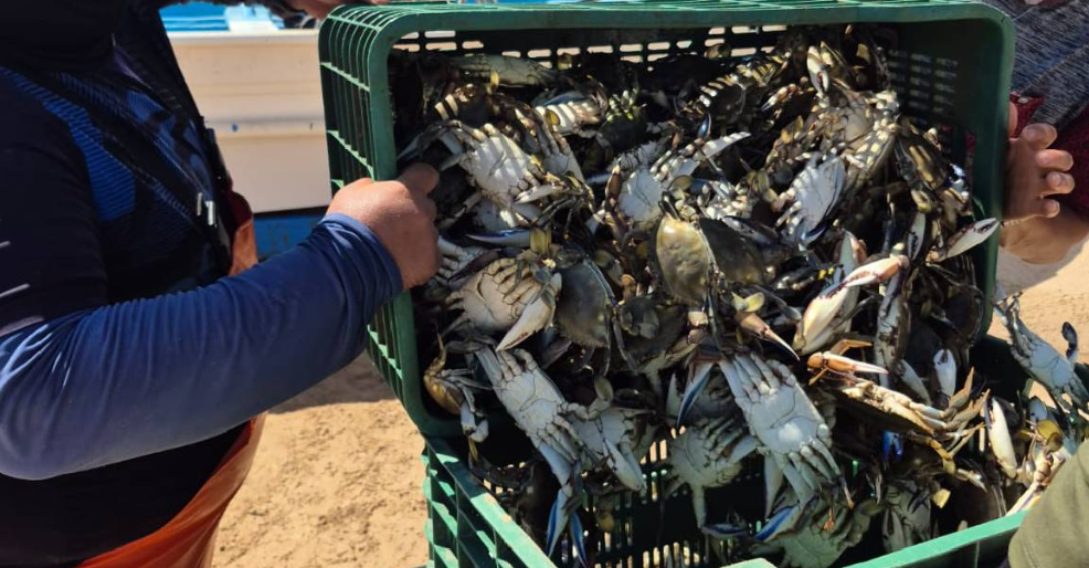 Crab season kicks off in Puerto Peñasco with nearly 100 tons caught: SAGARHPA