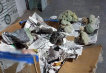 Peyote seized in Sonora shipping company; it came from Torreón and was destined for Rosarito